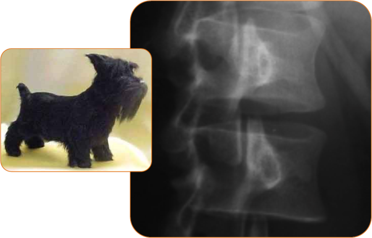 Tecnicos Radiologos: Signo Radiológico: El 'Perrito escocés' (Scotty