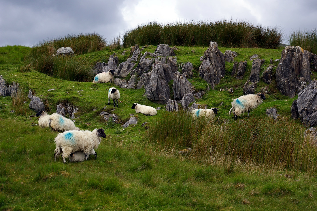 Ireland Sheep