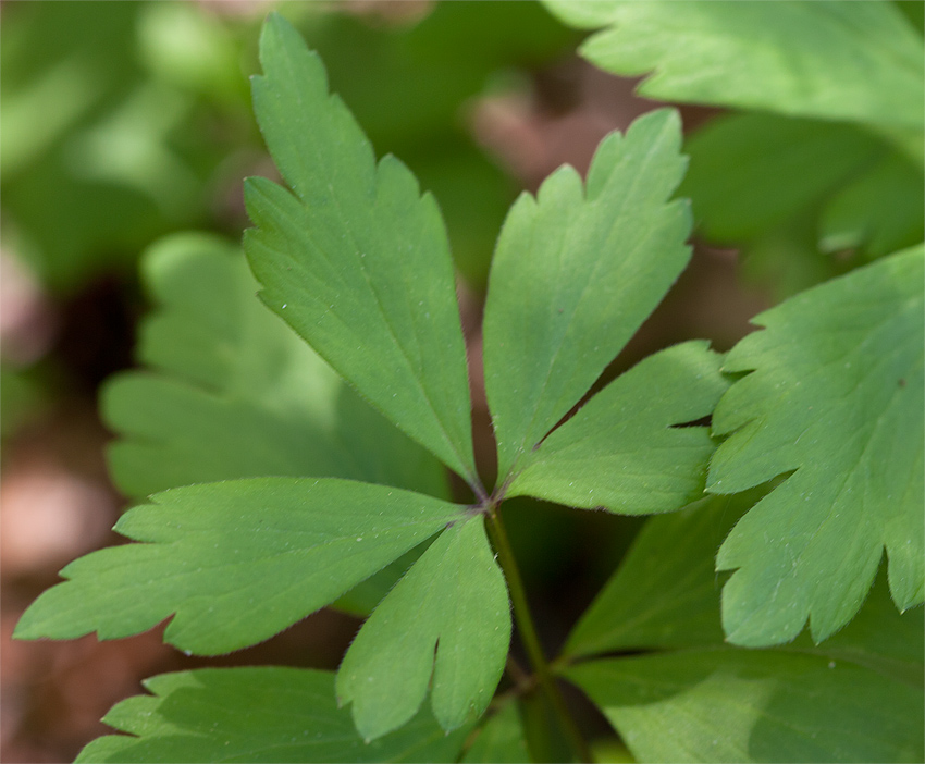 Nuncketest Wood Anemone