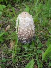 SHAGGY MANE IN MY YARD