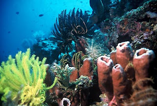 Keindahan Taman Laut Di Bunaken, taman bawah laut, bunaken