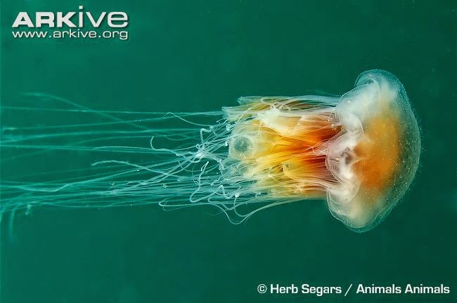 the sealifebase project ocean giants lions mane jellyfish lion s mane jellyfish size
