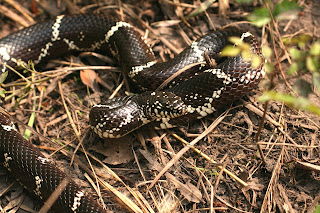 eastern kingsnake creature feature good coast east states united outdoors bad native