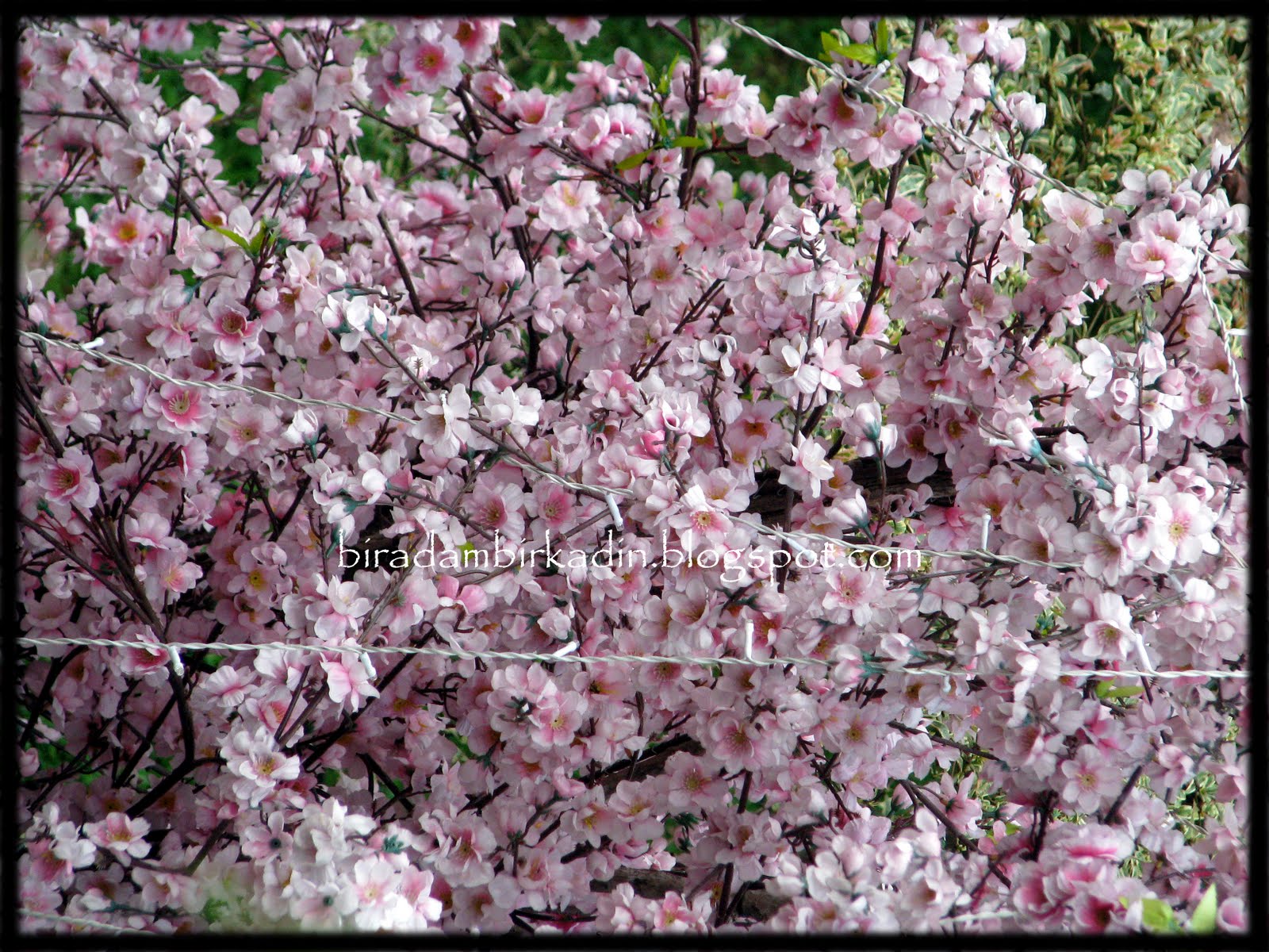 biradambirkadin tavsan yili izlenimleri