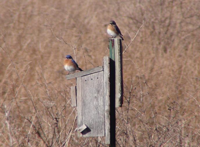 Best Woodworking Plans Free: Wood Duck Bird House Wooden Plans