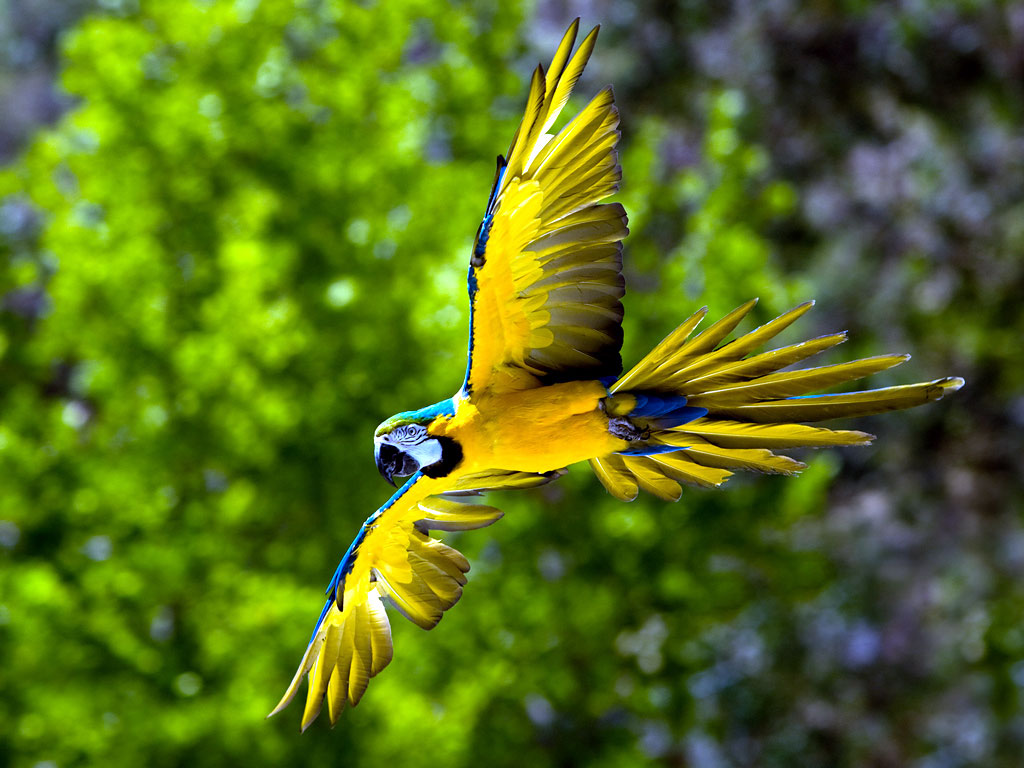 http://1.bp.blogspot.com/--RphttmEffM/Tc38_yg2sLI/AAAAAAAAAik/HkGQ_BeH0Uw/s1600/macaw-parrot-bird.jpg