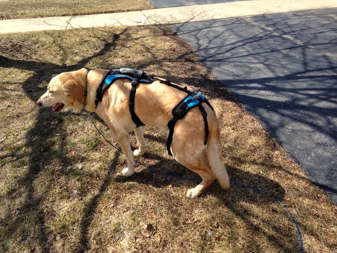 All About Our Pets Does Your Dog Have Canine Degenerative Myelopathy?