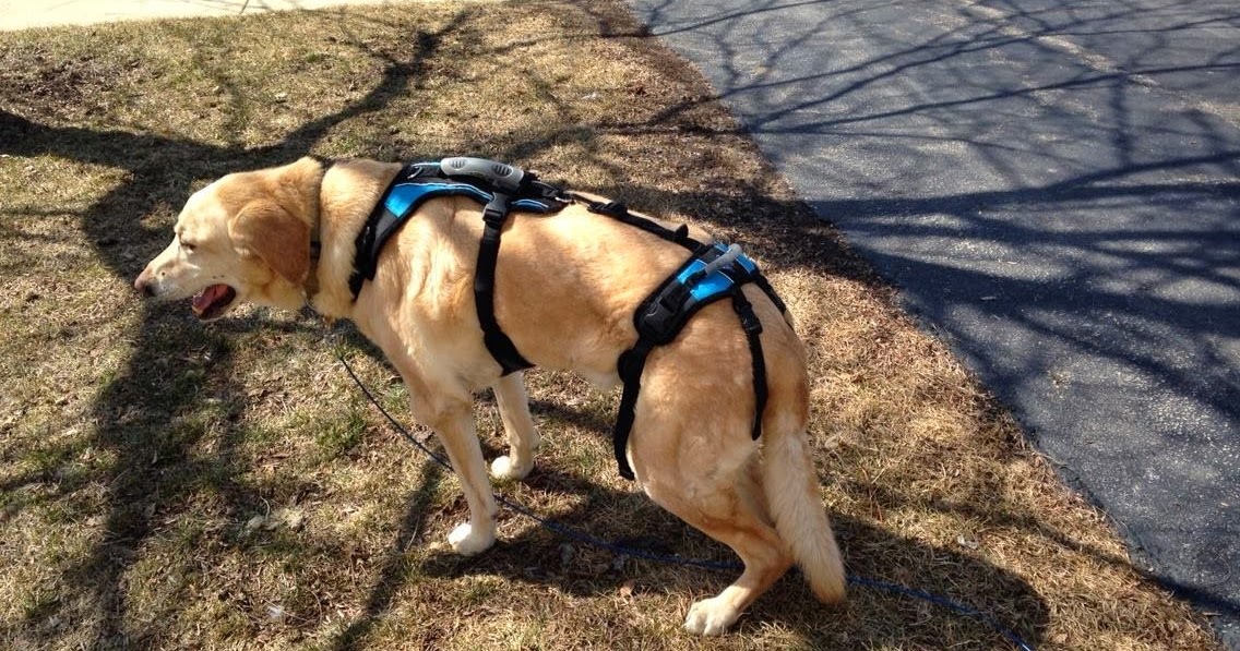 All About Our Pets Does Your Dog Have Canine Degenerative Myelopathy?