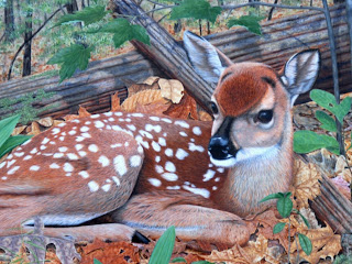 Beautiful Wallpapers: deer wallpaper