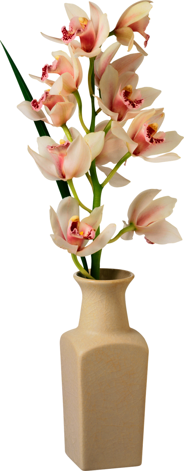 Блог Колибри: PNG клипарт "Beautiful Orchids Flower"