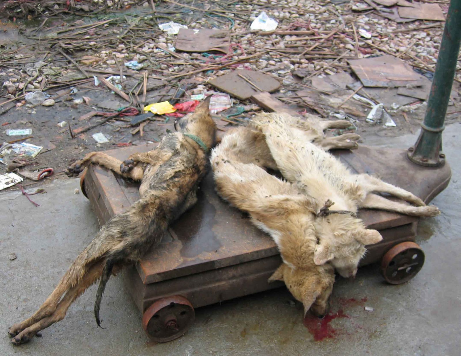 dead dogs animals dead dogs dead dogs animals dead dogs