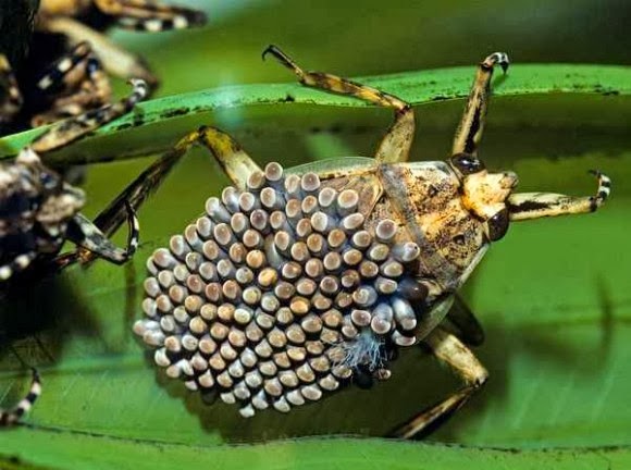 صور ومعلومات : افضل 10 اباء في عالم الحيوان والحشرات سبحان الله - اجمل الصور الغريبة