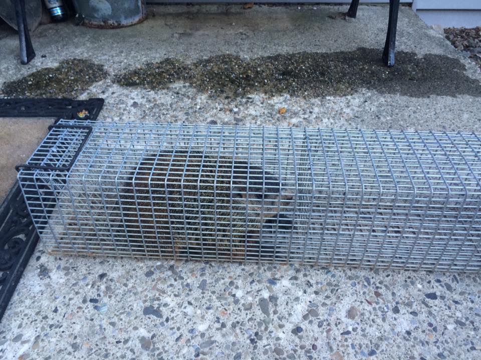 Woodchucks in Comstock Swing Panel Live Cage Traps Comstock Custom Cages