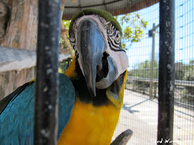 talking parrot, colorful parrot