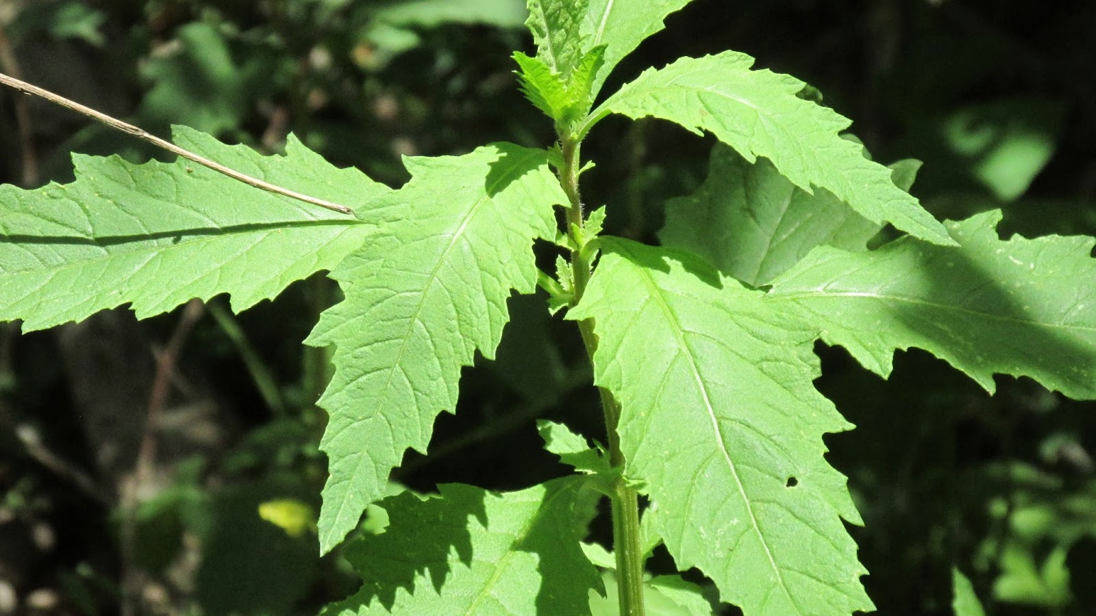 Voice In The Wilderness Discovering Epazote