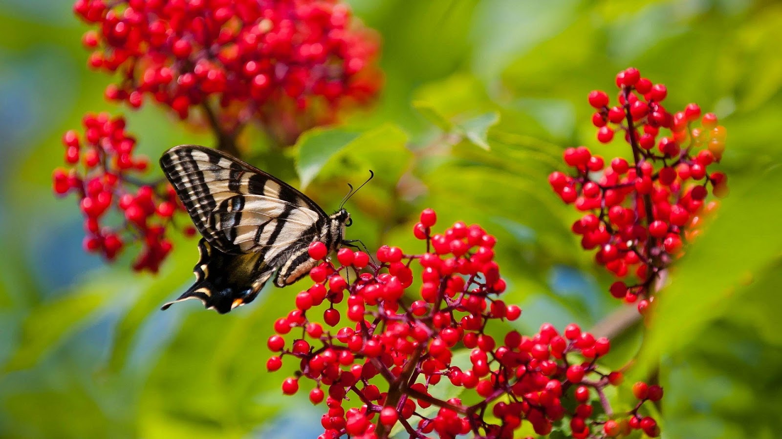 wallpaper flower and butterfly hdwallpapers of butterflies wallpaper flower and butterfly hdwallpapers of butterflies
