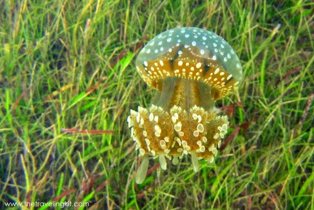 Unique jelly fish
