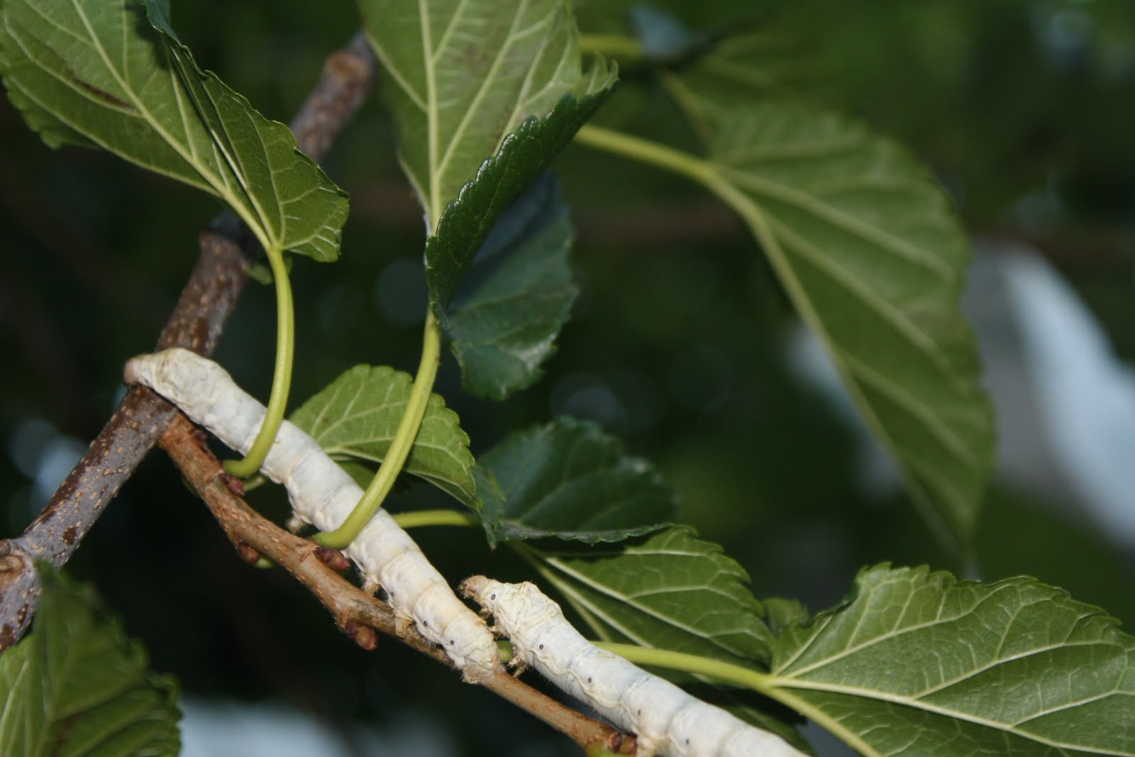 Mama Silkworm Silkworms in the Trees!