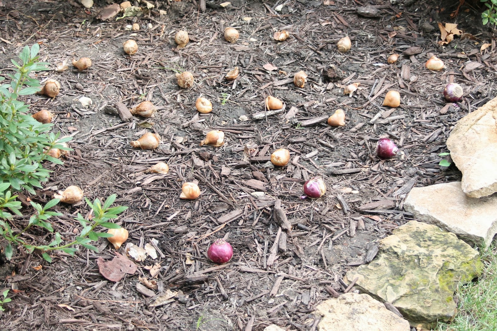 How to Plant Spring Bulbs