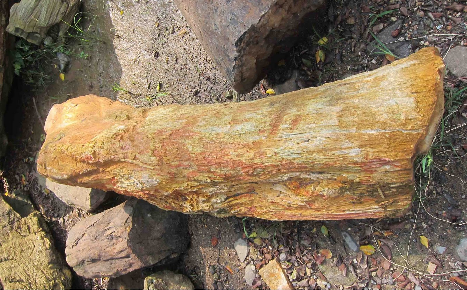 IndoGemstone Petrified Rock