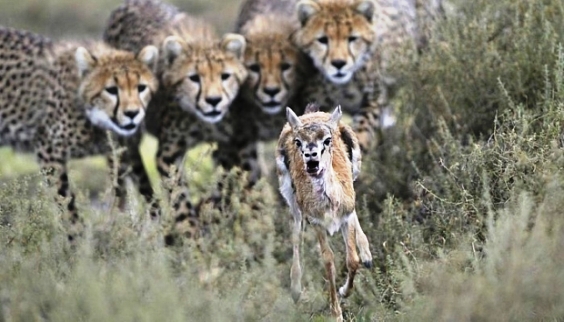 Concurso premia melhores fotógrafos de vida selvagem 3 3 Animais.jpg