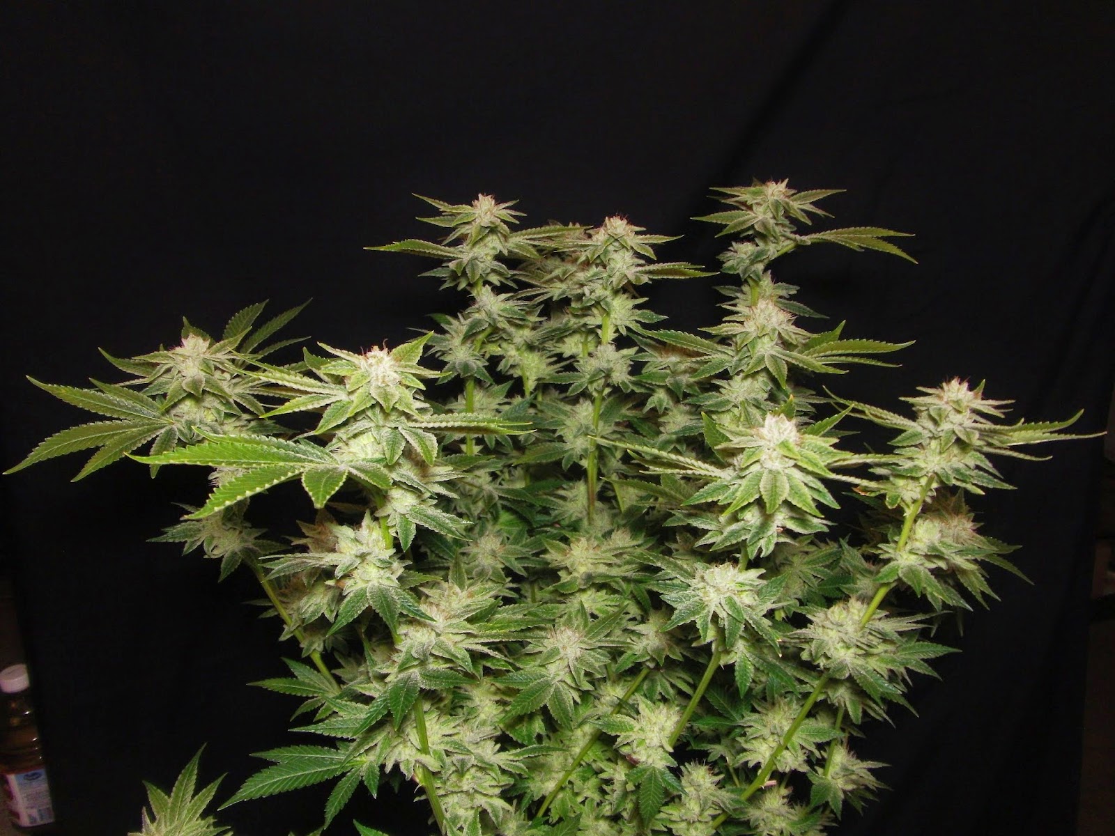 PTJ Grows Day 50 Gorilla Glue 4 Cookie Lady(round 2)