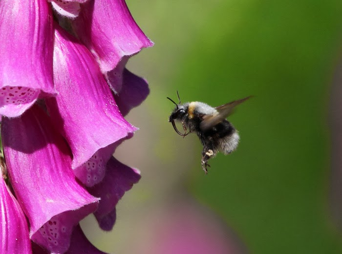 NECTAR RICH PLANTS FOR ATTRACTING LONG TONGUED BUMBLE BEES The Garden of Eaden