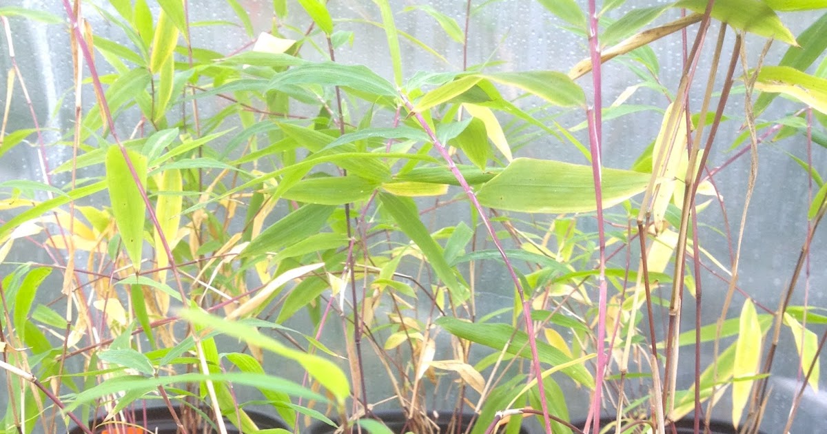 Bamboo Geek 'Mahvelous' purple bamboo
