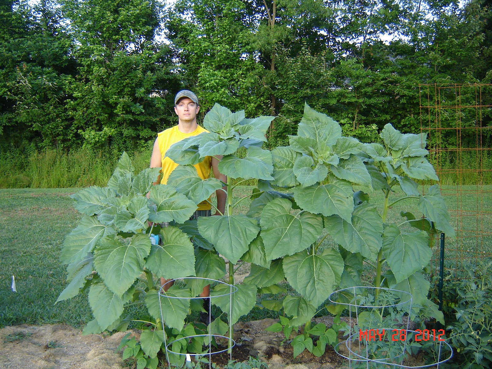 HoeMade Sunflower Progress & Cucumber Trellis