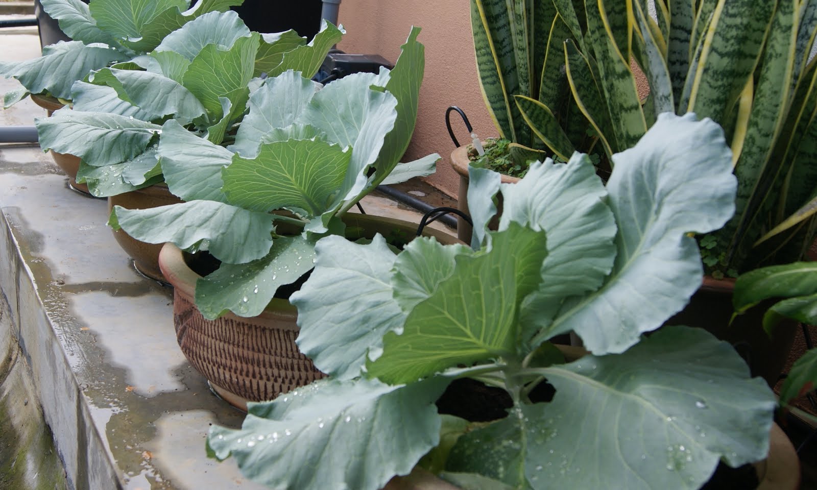 My little vegetable garden Growing cabbage once again.