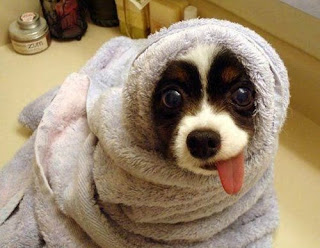 Funny Puppies Playing Funny Puppies Playing