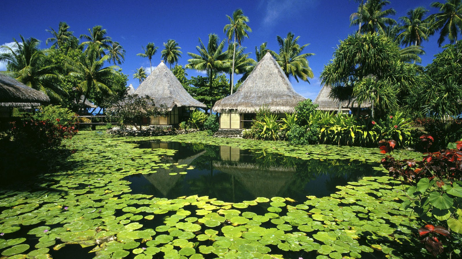 http://1.bp.blogspot.com/--Vwfb0qRiY8/TrwZZrd6TzI/AAAAAAAAEec/vUlRoHTM02E/s1600/French+Polynesia+Tahiti+Island+Wallpapers7.jpg