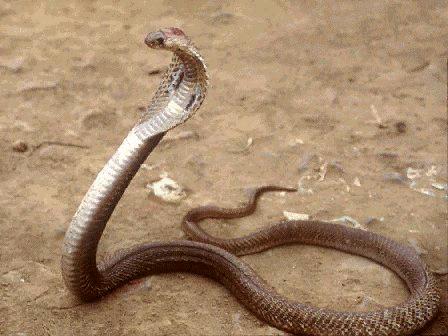 Snakes Biggest King Cobra Snake