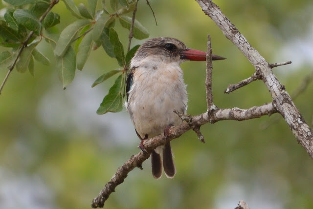 Striped Kingfisher