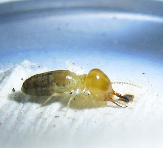 A soldier of Prohamitermes termite