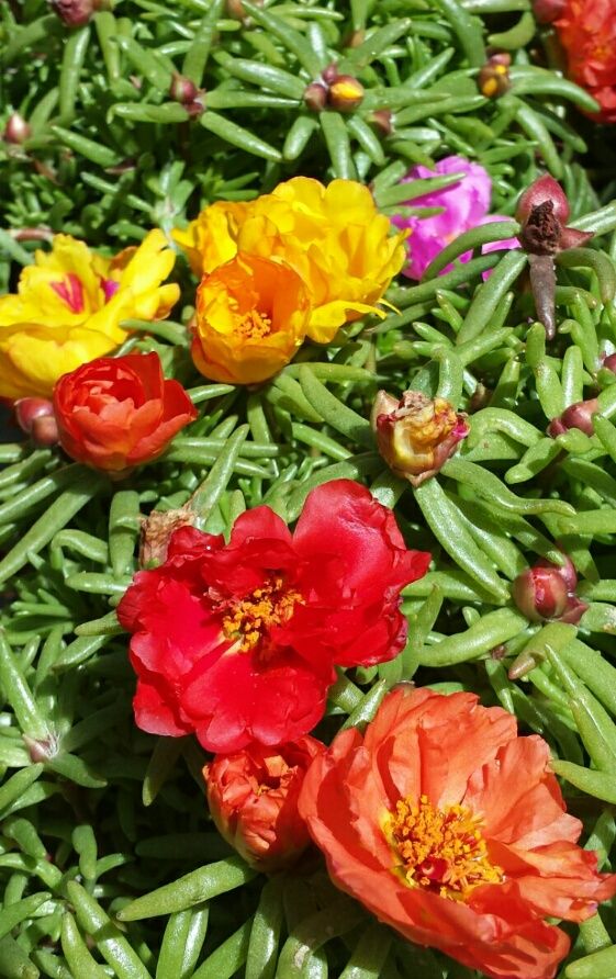 free download moss roses free download moss roses