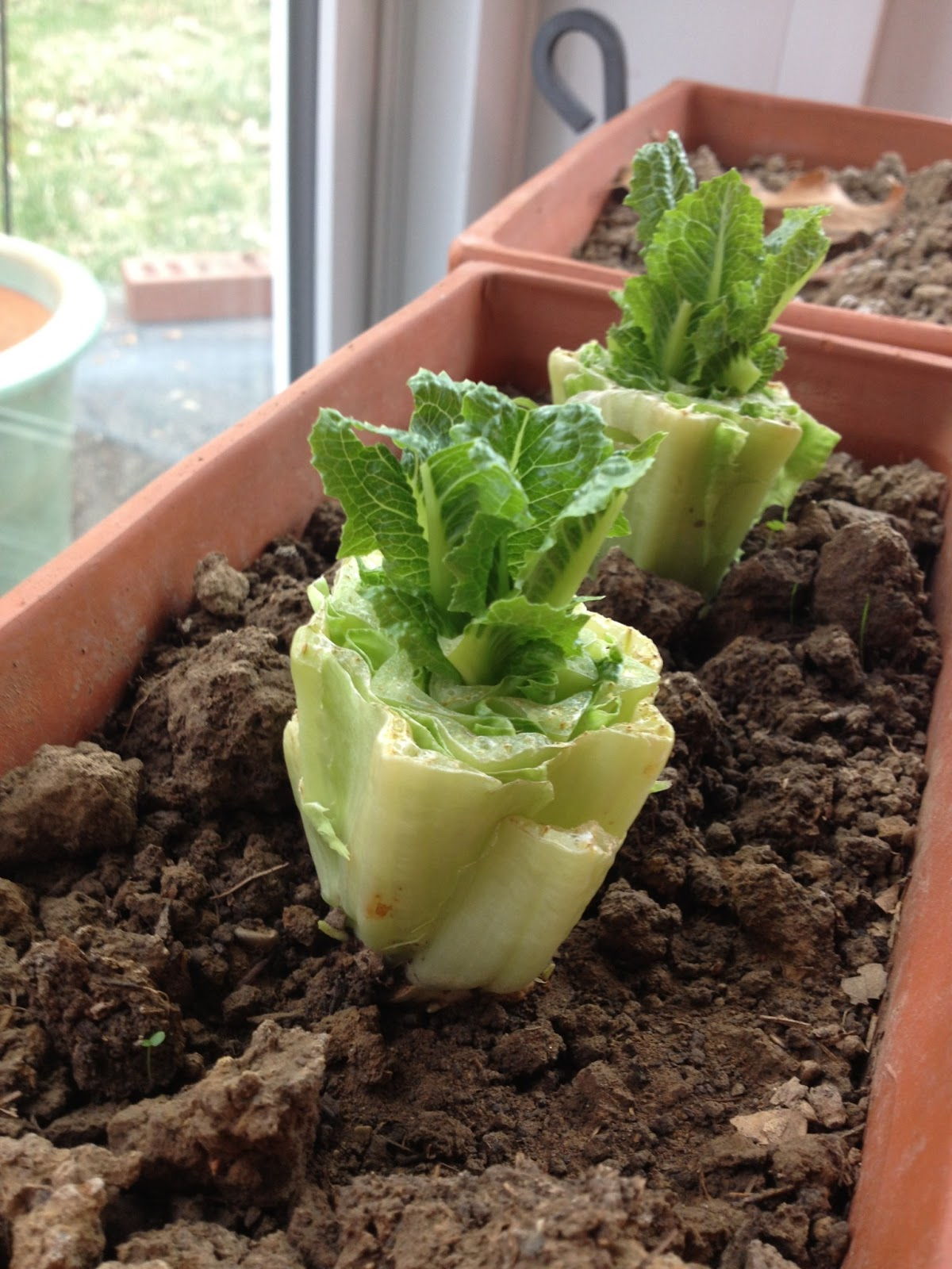 13 Veggies You Can Easily Regrow at Home Handy DIY