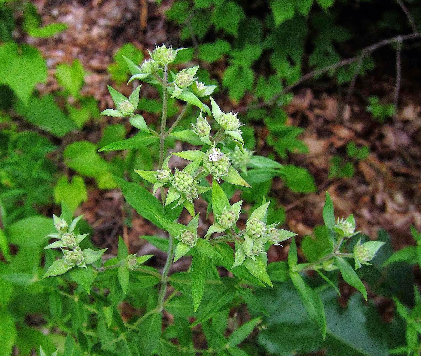 Saratoga woods and waterways Monitoring the Mountain Mint