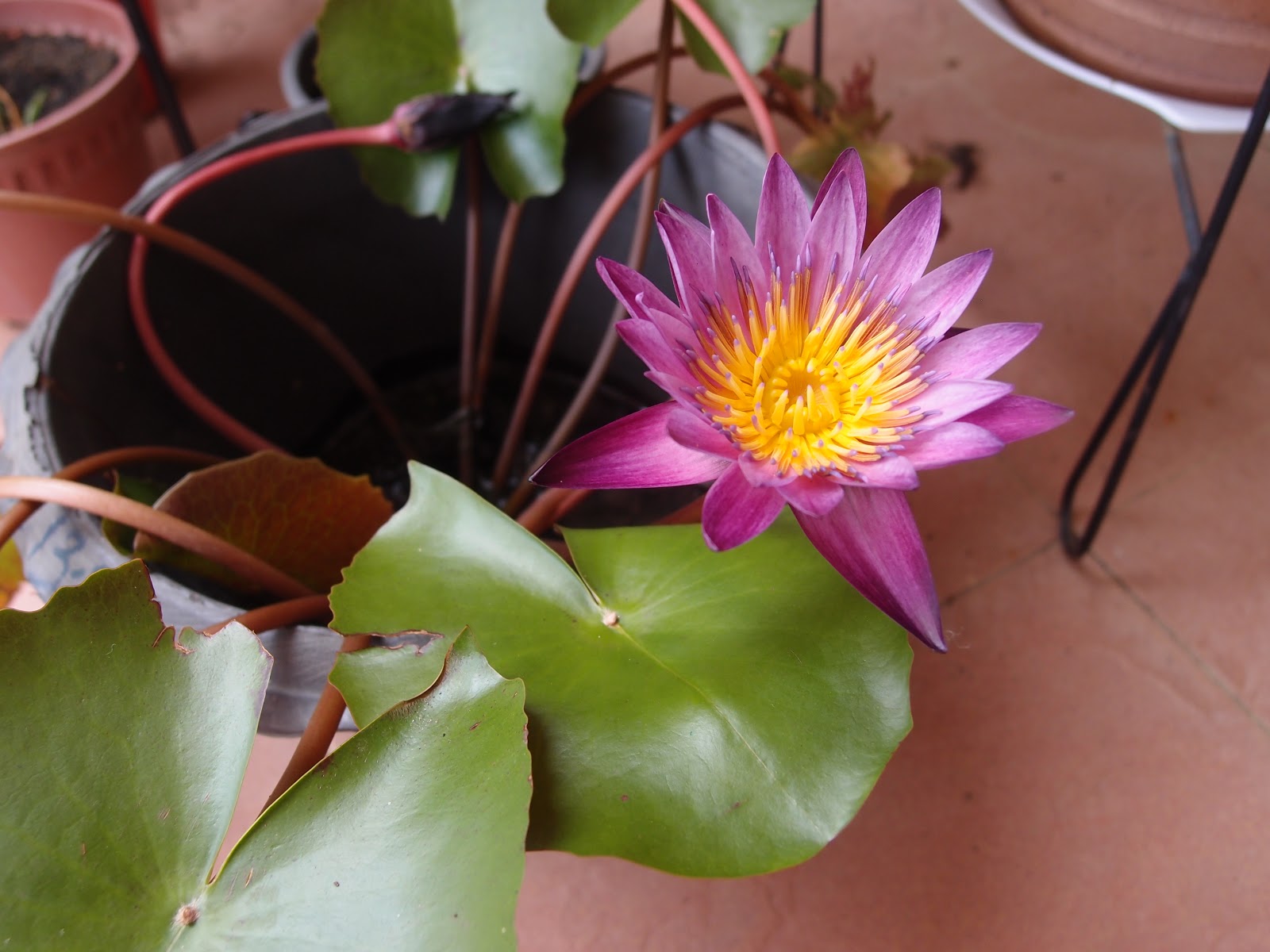 Xing Fu LOTUS FLOWER OPEN CLOSE OPEN AGAIN