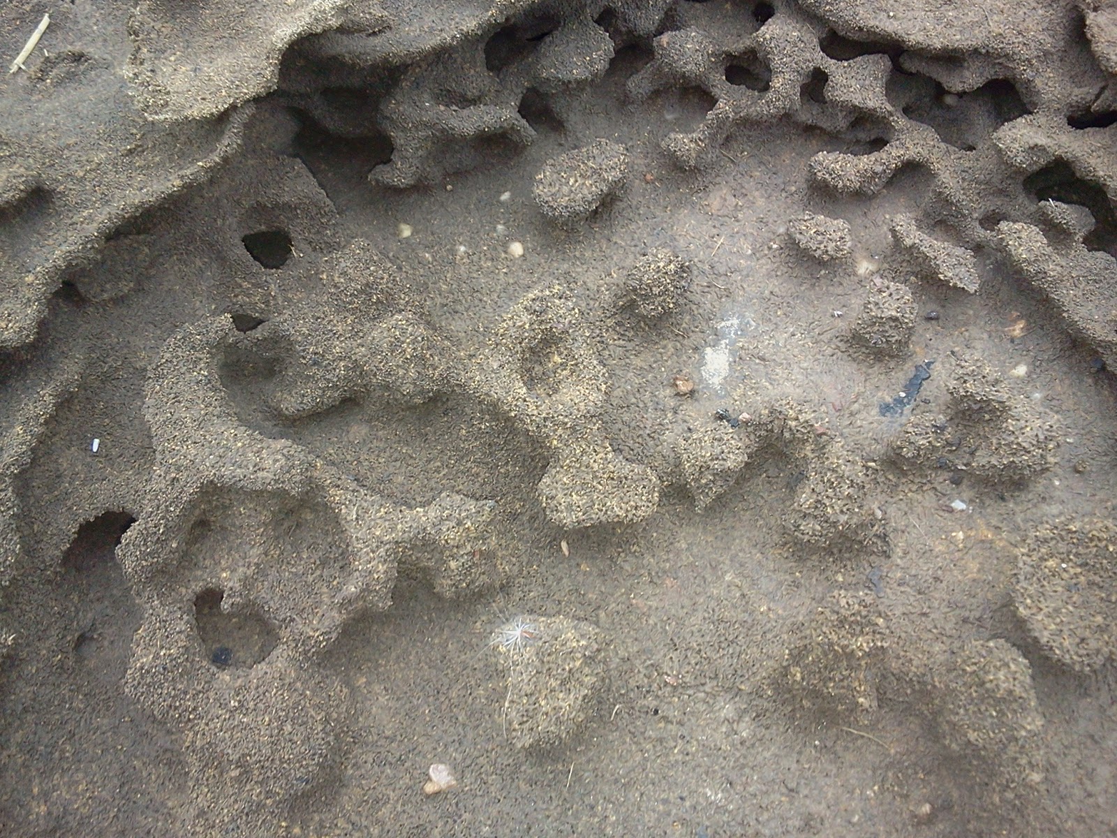 Blog Your Ideas Es Handelt Sich Um Einen Ameisennest Habe Ich Im