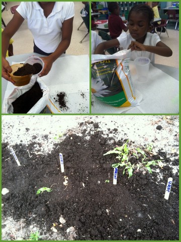 Sweet Kindergarten: How Does Your (Kinder) Garden Grow?