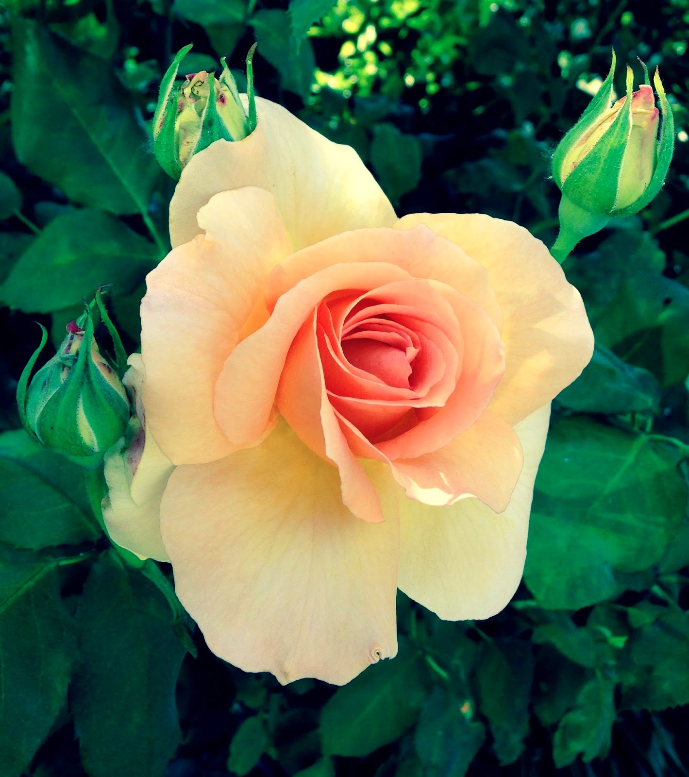 The Memory Thread Grandiflora rose Apricot Nectar