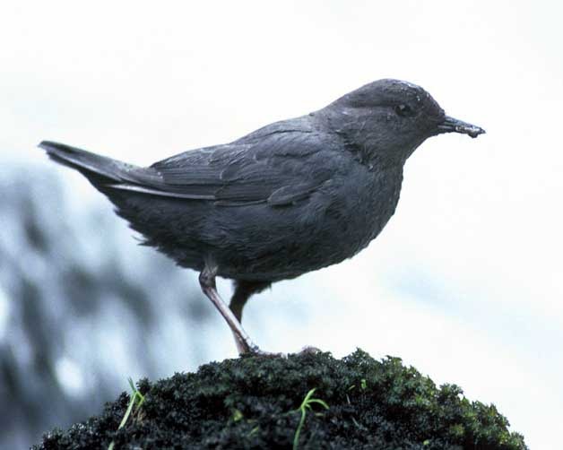 The amazing Dipper (bird) Facts About All
