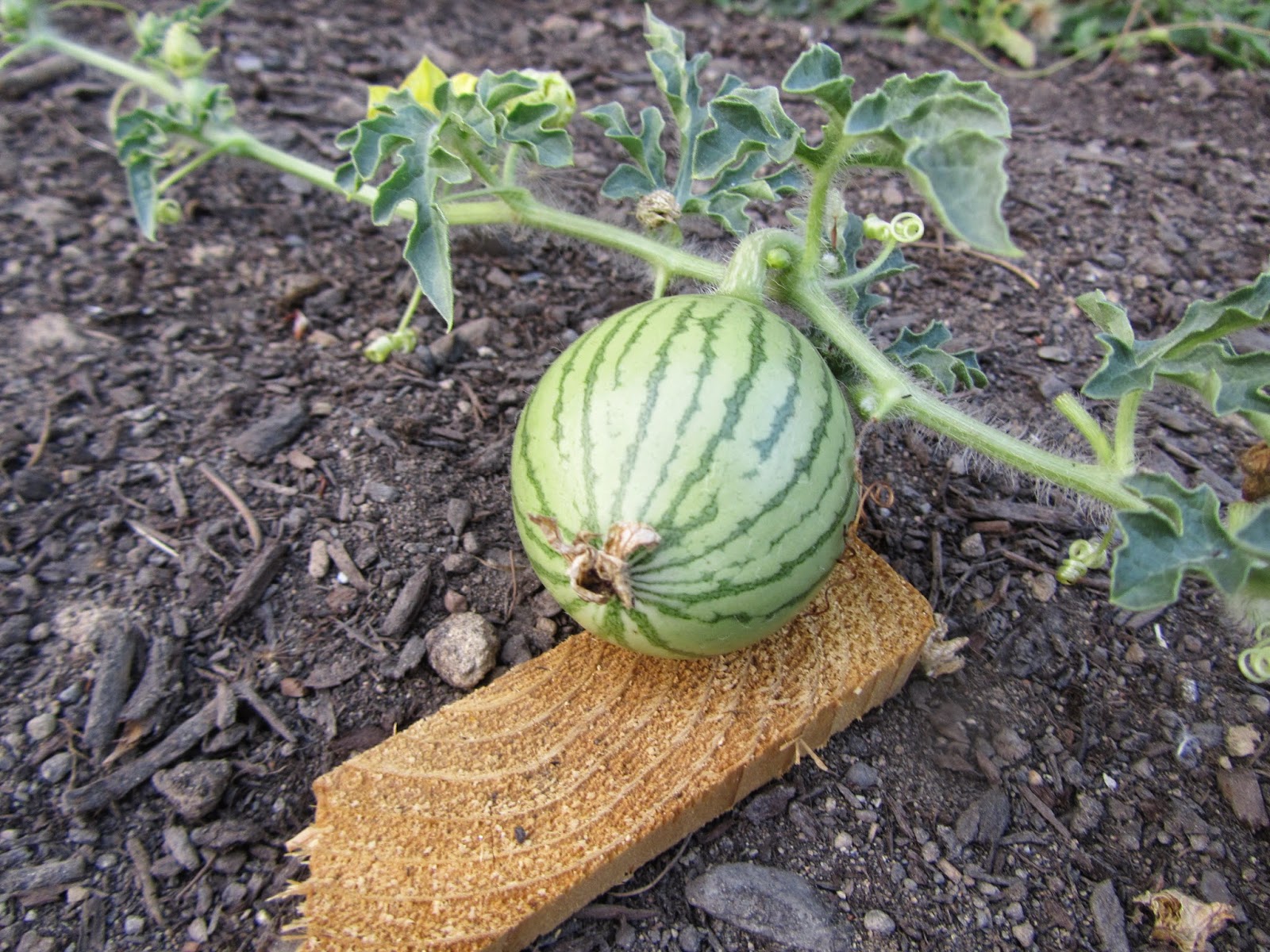 Four Hills of Squash Watermelon Worries