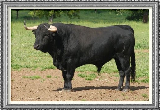 ! PALABRAS INTERESANTES, HERMOSAS, RARAS Y DIVERTIDAS MORLACO