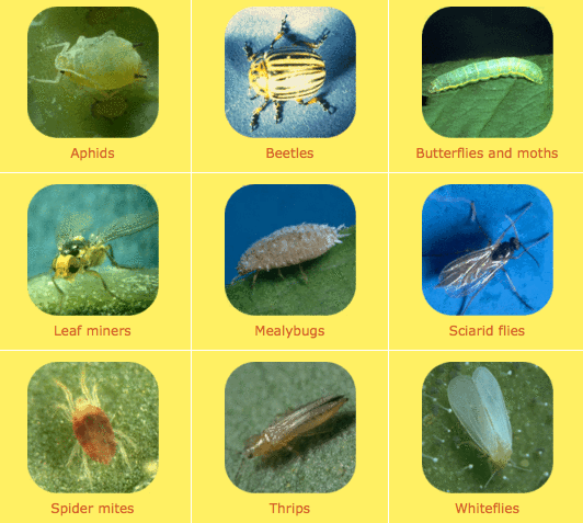 Where can you find a yard pest identification chart?