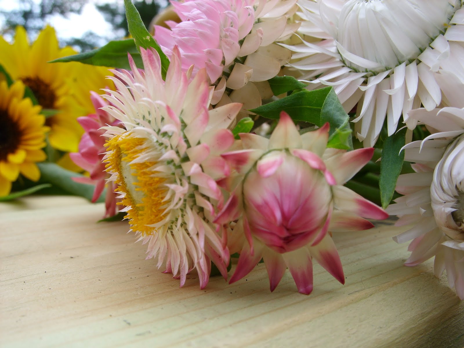 Strawflowers