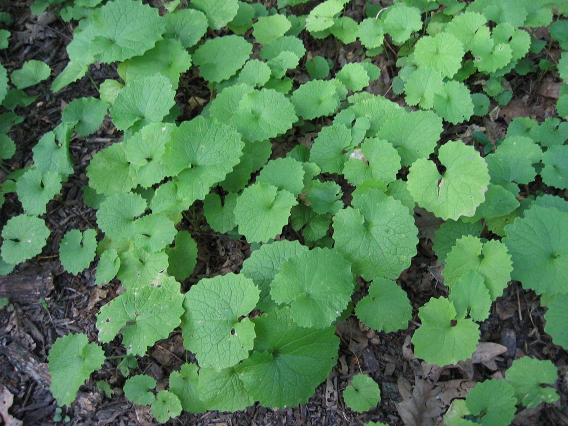 The Land Conservancy for Southern Chester County Garlic Mustard