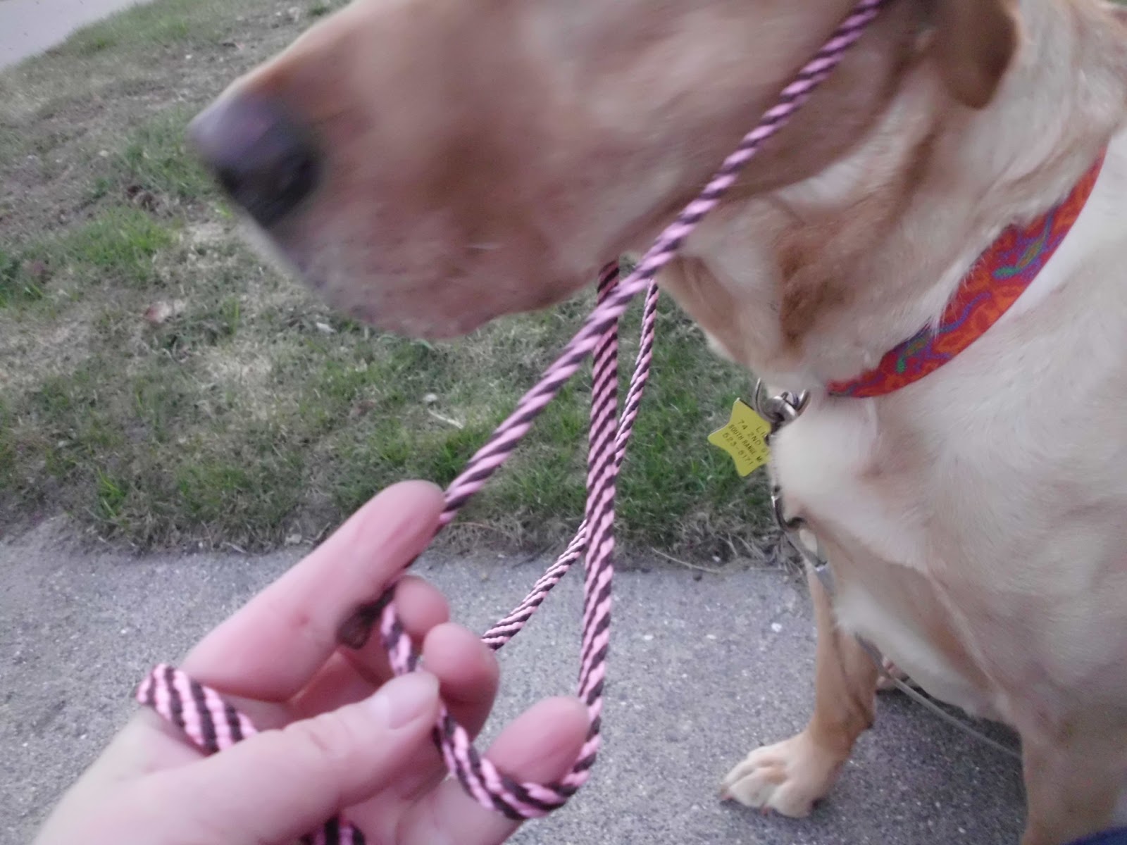 Saved by dogs: Bold Lead Designs' Infinity Lead: Stop the dog from