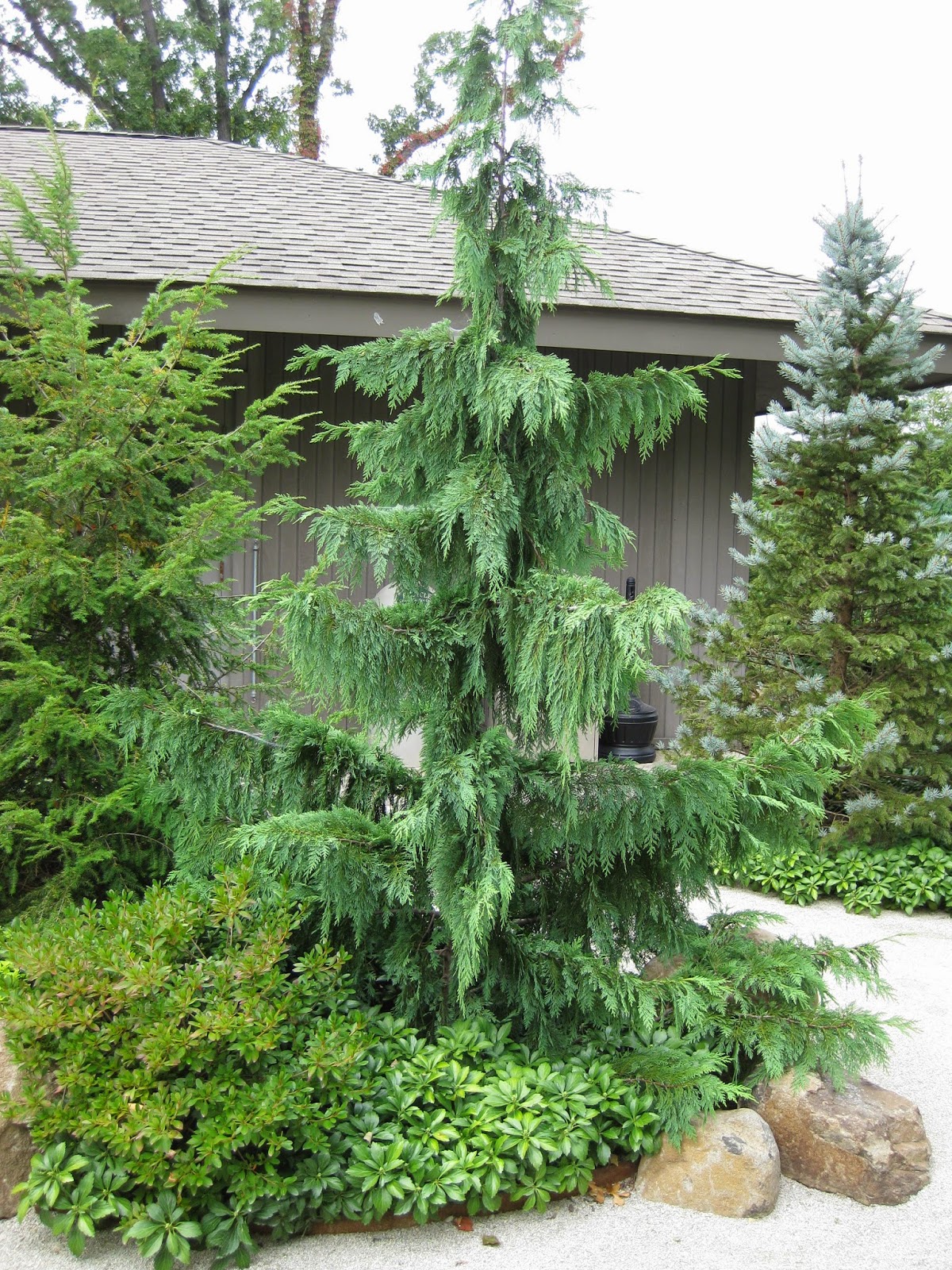 Cedar Weeping Alaska has wonderful interesting structure with its